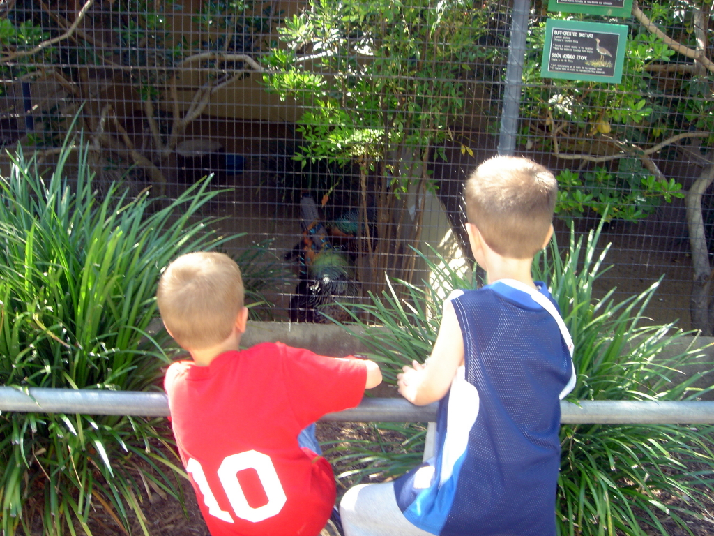 2006/04(Apr)/04(Zoo-Chance-Dax)/1024x768_2006-04-08 15-20-29.JPG